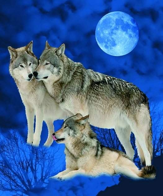 Wolves And Full Moon, mink style soft and warm queen size blanket, Q958E
