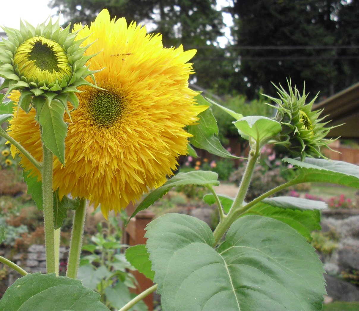 bear sunflower