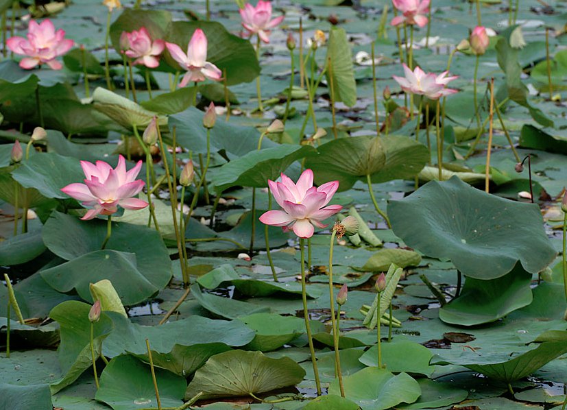 4 Sacred Pink Lotus Water Lily Nelumbo Nucifera Seeds