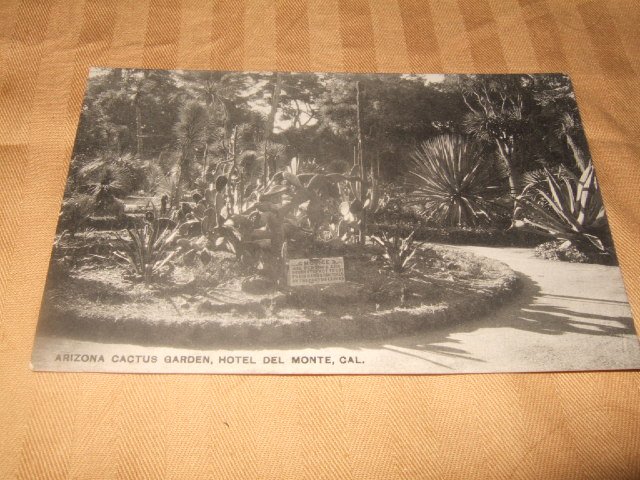 Arizona Cactus Garden, Del Monte, Ca. Black And White Postcard 1910's