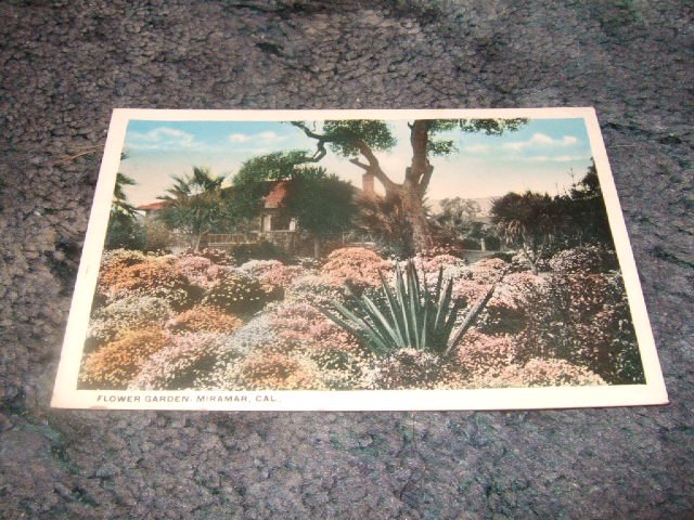 Flower Garden, Miramar California 1910's Postcard