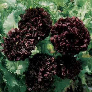 Black Peony Poppy seeds - pkg of 100 seeds