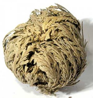 Jericho Flower (Resurrection Flower)