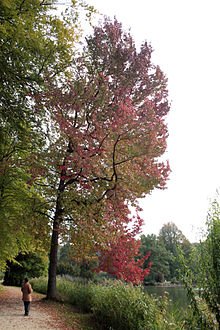Sweetgum seeds - pkg of 10 seeds
