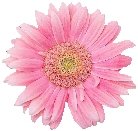 Pink Daisy Return Address Labels