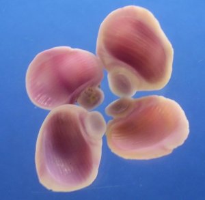 Cut shells - Coralliophila violacea, # 09-020405