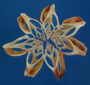 Cut shells- Strombus shells, 2 oz, # 01-020501