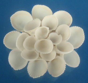 Craftshells - Sailors Valentine White clam rose, 1 oz # 01-021009