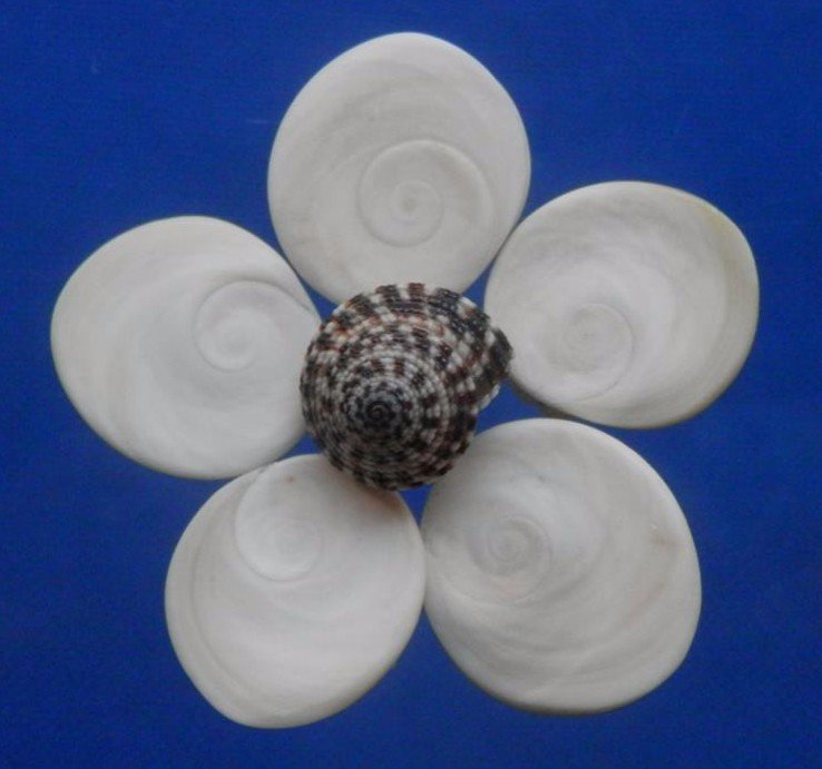 B612 Craftshells- Troca Operculum, 1 oz.