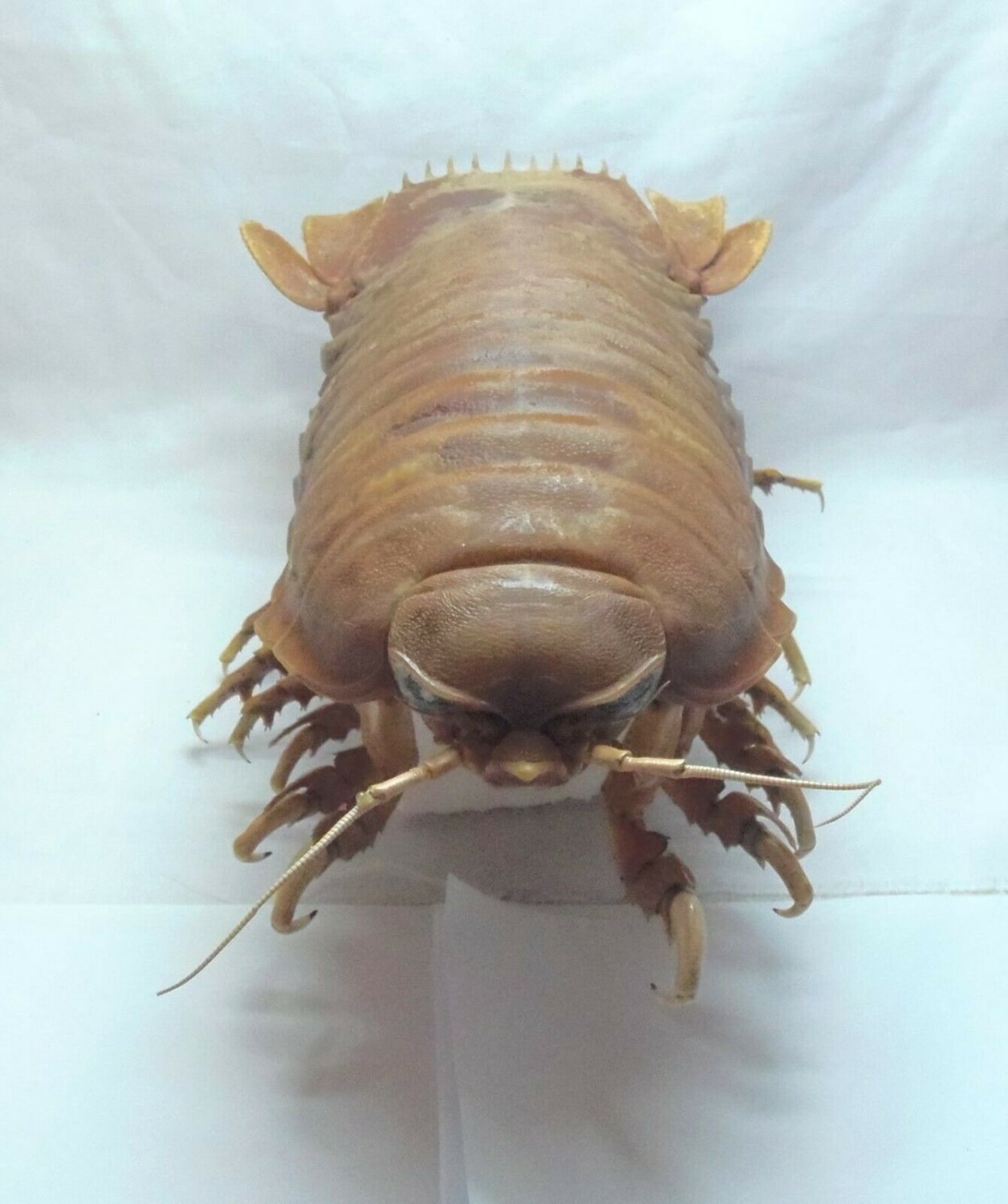 Crustaceans Giant Isopod Bathynomus Doederleini Taxidermy Curios 