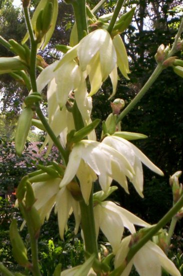 Yucca filamentosa - Hardy Yucca seeds 15+ seeds
