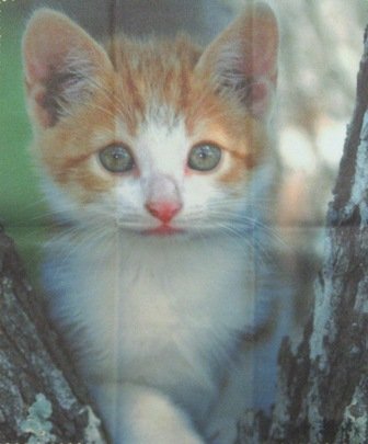 Microfiber cleaning cloth "Kitten Love"