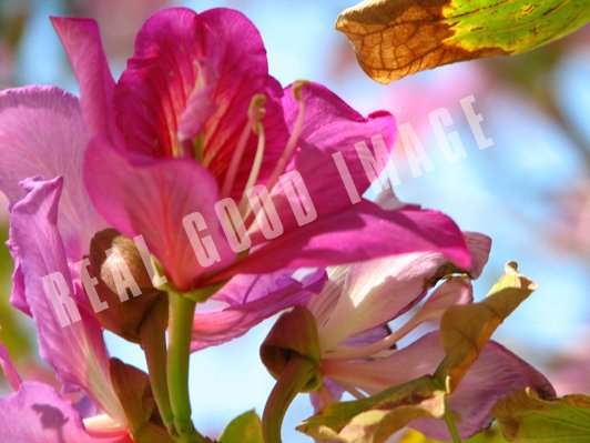 Orchid Photo FRAMED
