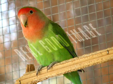 Peachface Lovebird FRAMED