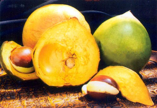 Lucuma (Eggfruit)
