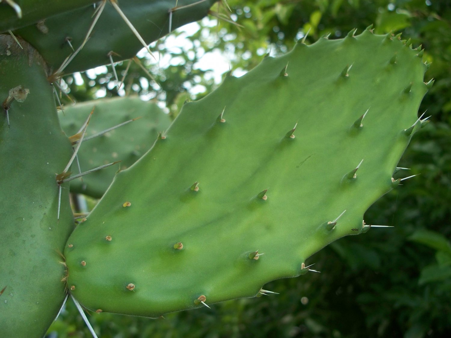 Penca de nopal blanco Mexicano