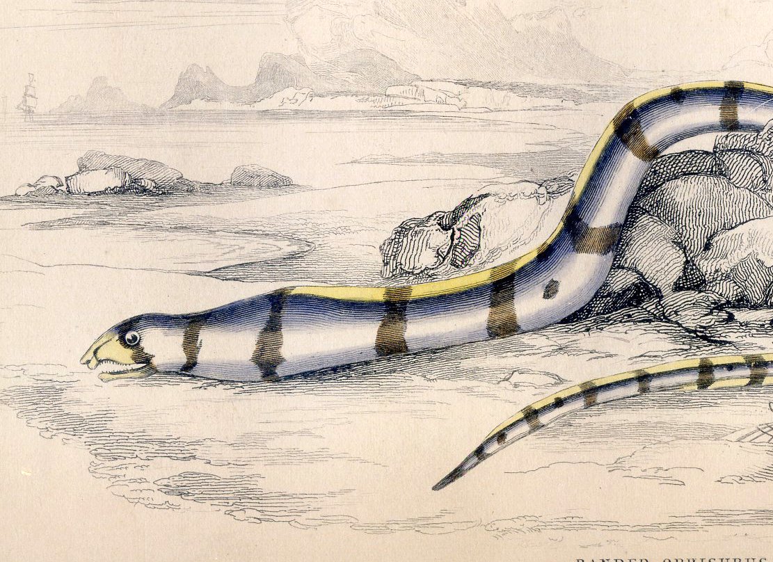Antique Nature Engraving Ca.1838 Wm. Jardine - Banded Eel