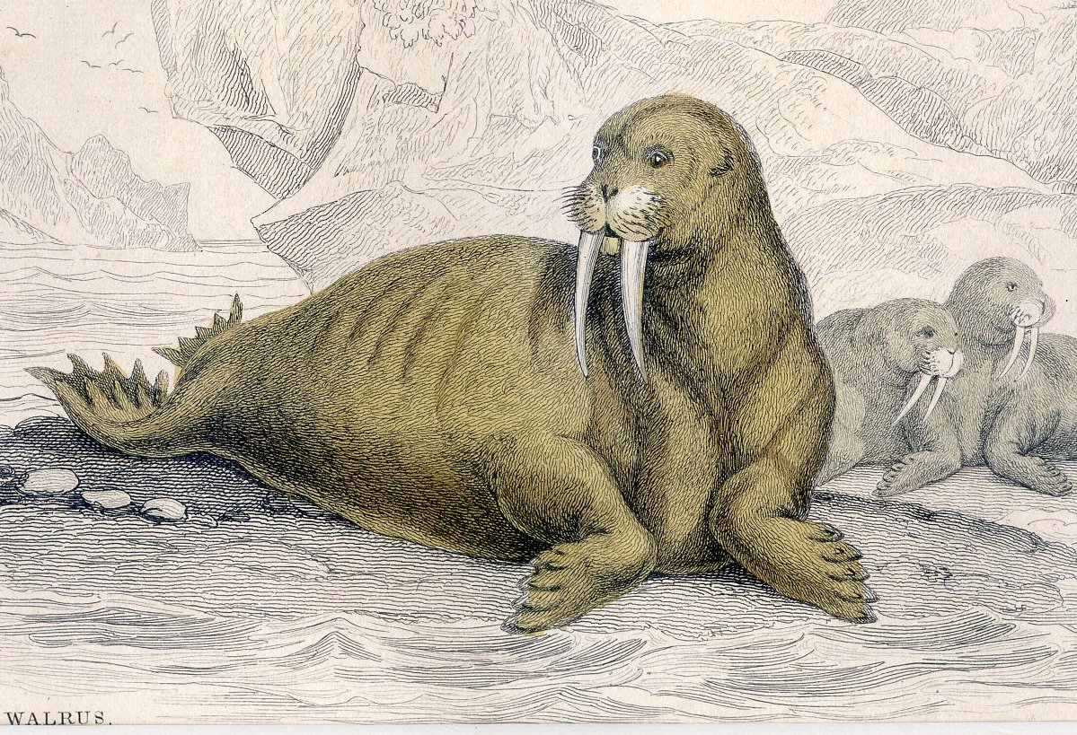 Antique Nature Engraving Ca.1838 Wm Jardine - Walrus
