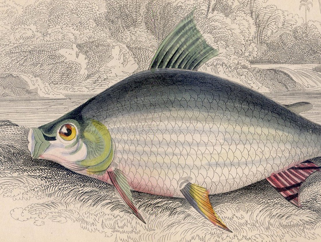 Antique Nature Engraving Ca.1838 by Jardine - Salmon Carp