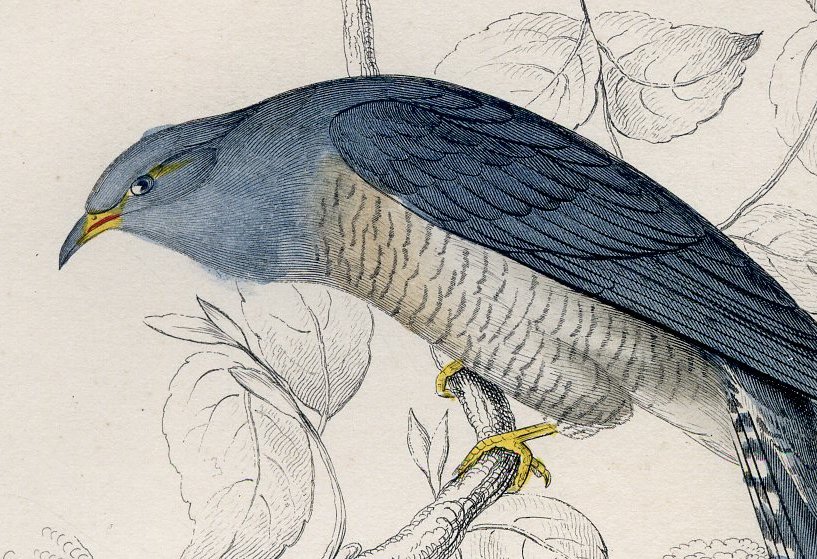 Antique Nature Engraving Ca. 1838 Wm. Jardine - Lineated Cuckoo