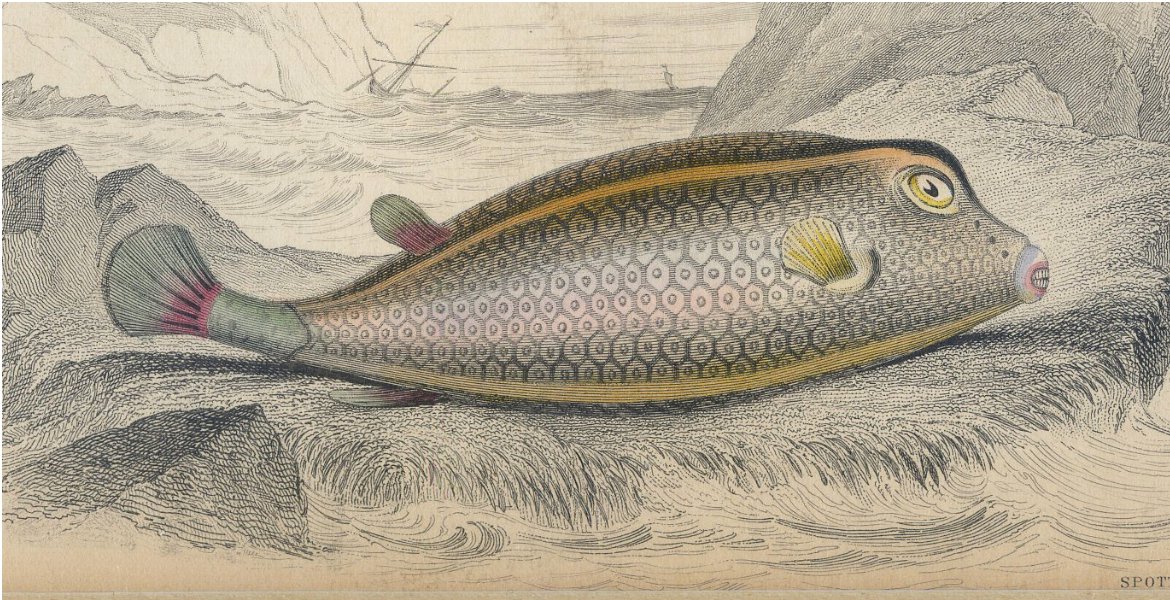 Antique Nature Engraving Ca.1838 Wm Jardine - Fish - Spotted Ostracion