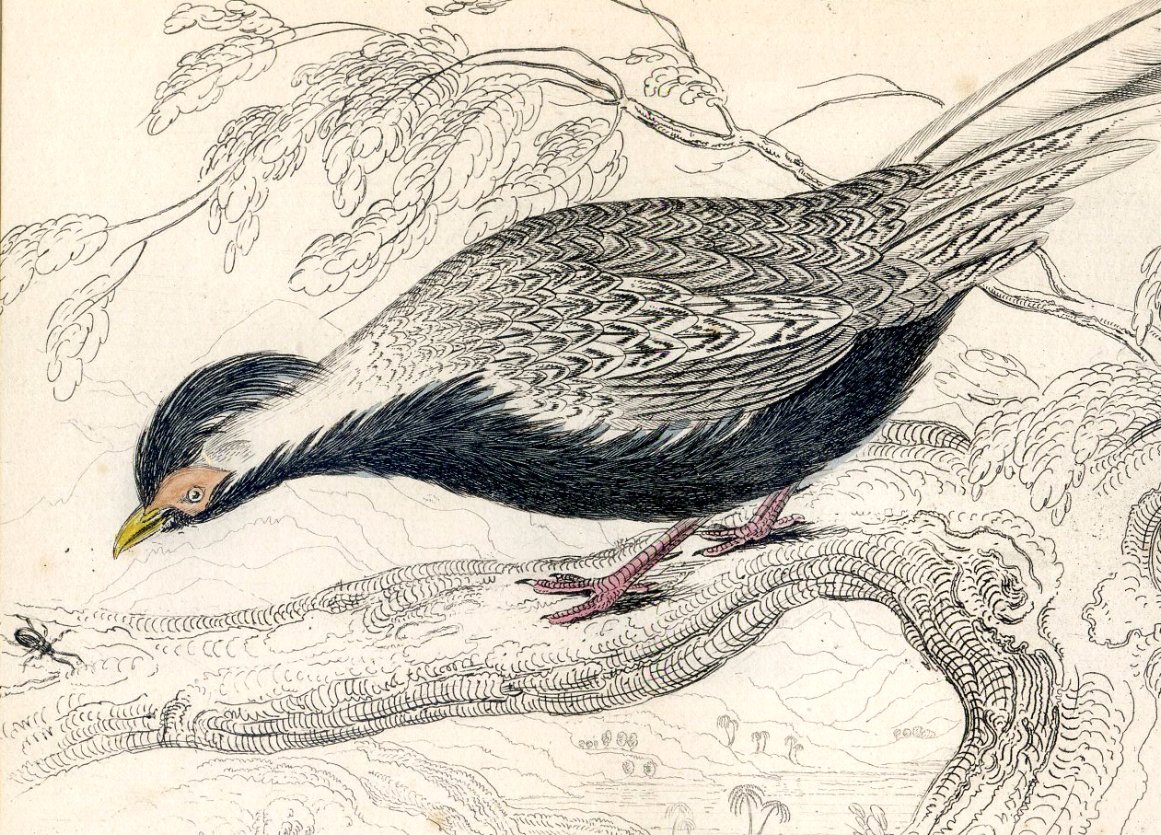 Antique Nature Engraving Ca.1838 Wm Jardine - Silver Pheasant