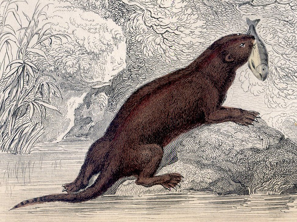 Antique Nature Engraving Ca.1838 by Jardine - Common Otter