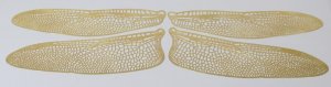 Style 2 Etched BRASS True To Life Filigree Dragonfly or Fairy Wings 2X size 5"