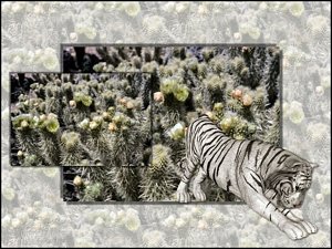 White Tiger Desktop 1024x768