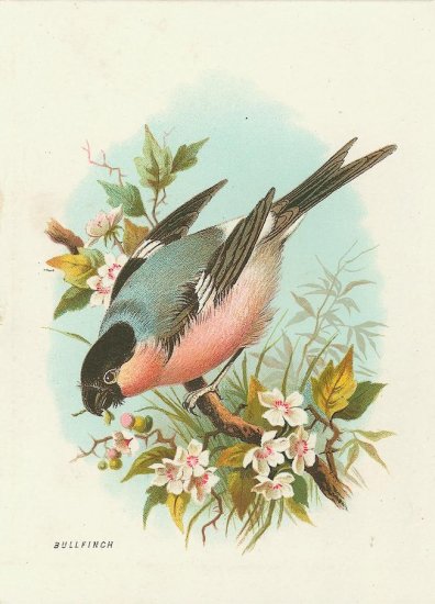 Bullfinch Bird with Flowers Cotton Fabric Panel 4x5 Inch