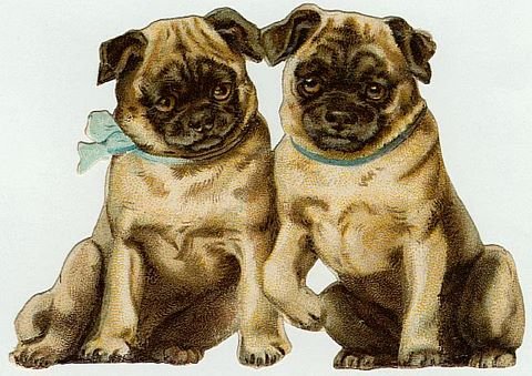 4 x 5 1/2 Victorian Pug Puppy Dogs Cotton Fabric Panel