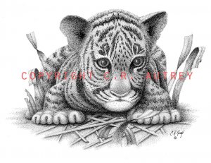 Curious Tiger Cub