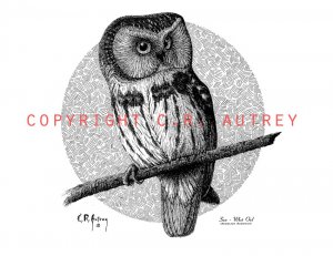 Saw - Whet Owl