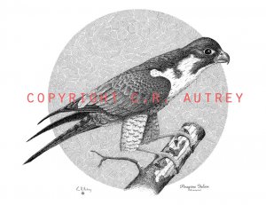 Falcon