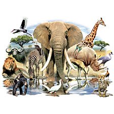 African Oasis