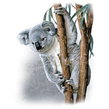 Koala