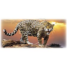 Jaquar Zoo Stripe
