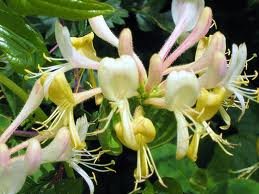 HONEYSUCKLE 4oz - Candle Fragrance Oil FO - FREE USA SHIPPING