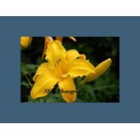 Yellow Daylilly - Item #20060052
