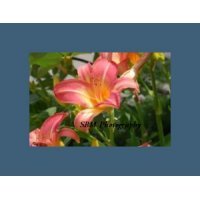 Daylilly Blush - Item #20060051