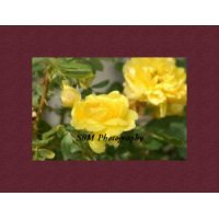 Yellow Rose - Item #20060032