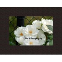White Roses - Item, #20060020