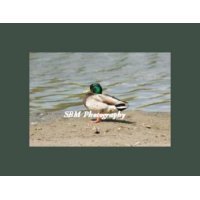 Beach Duck - Item #20060004