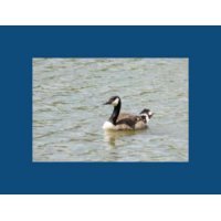 Duck in Water - Item #20060005