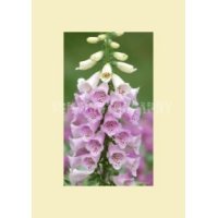 Foxglove - Item #20060007