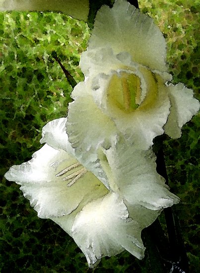 White Gladiola