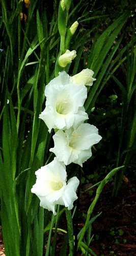 White Gladolas II
