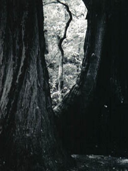 Muir Redwoods in California