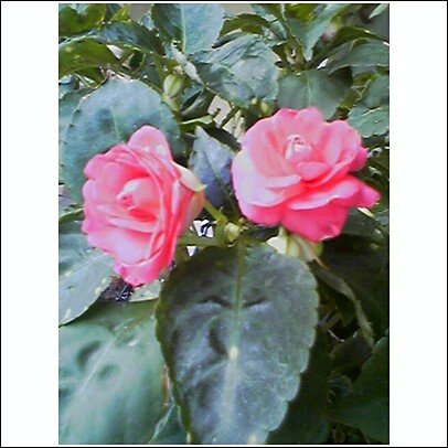 Twin Roses