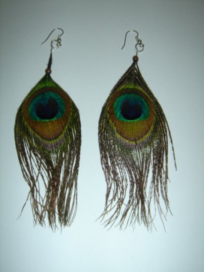 Mister Proud Peacock